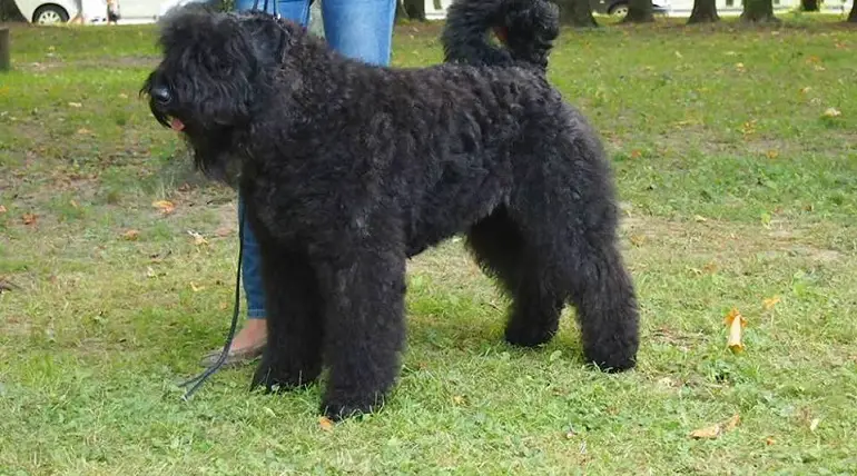 razza Bouvier des Flandres