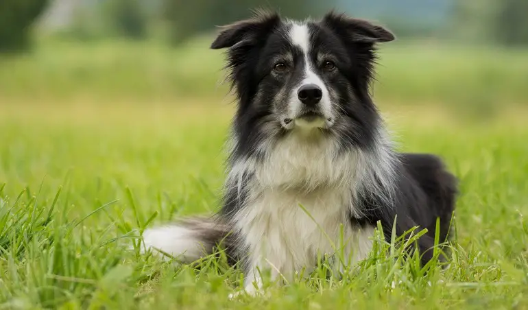 cane collie