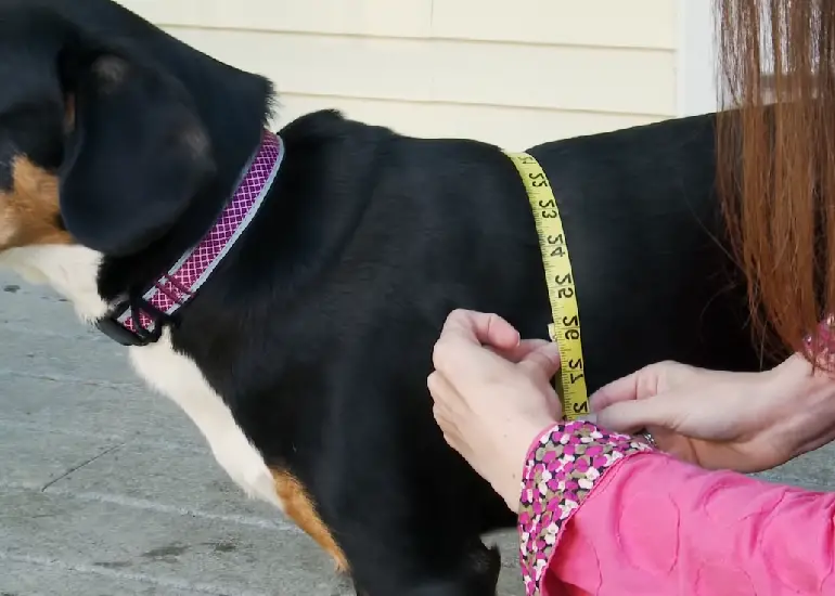 how to measure a dog harness review 1