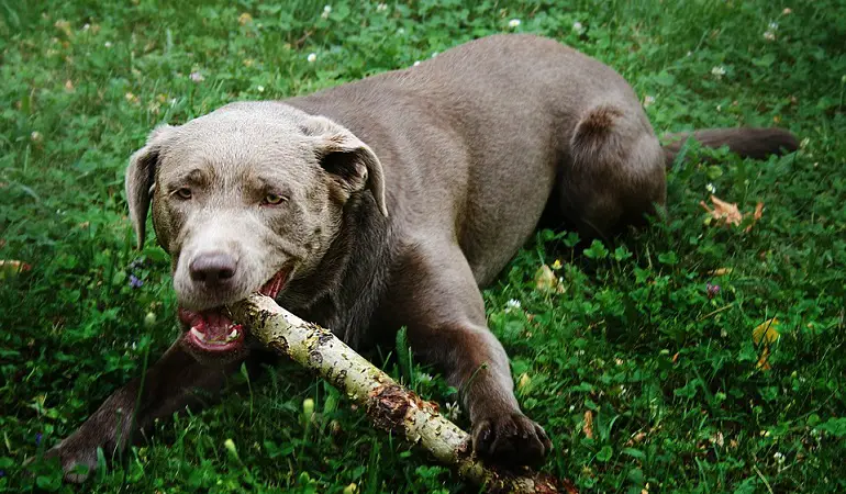 dovrei rinunciare al mio cane
