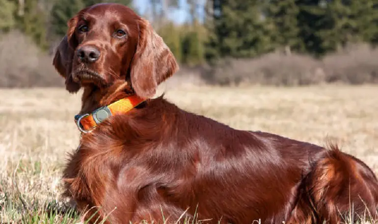 immagini setter irlandese
