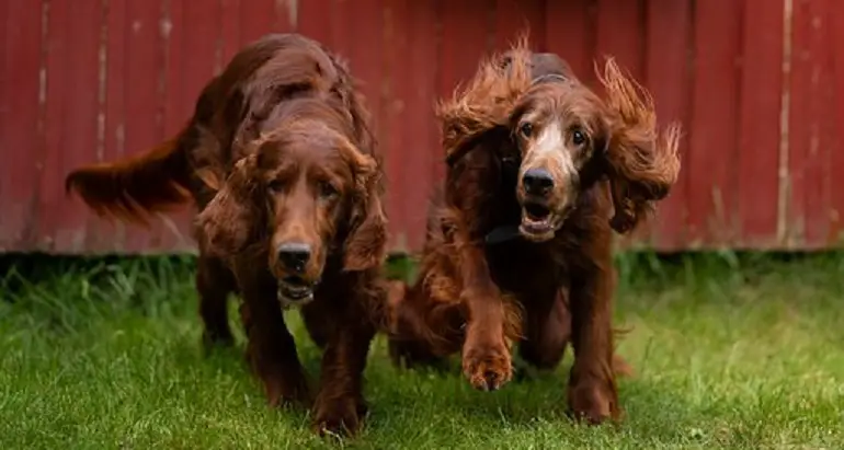 razza setter irlandese
