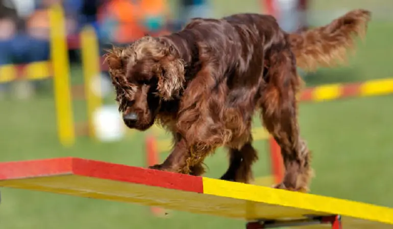 colori del setter irlandese
