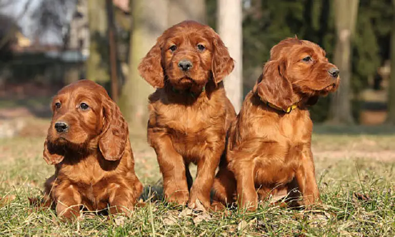 razza di cane setter irlandese
