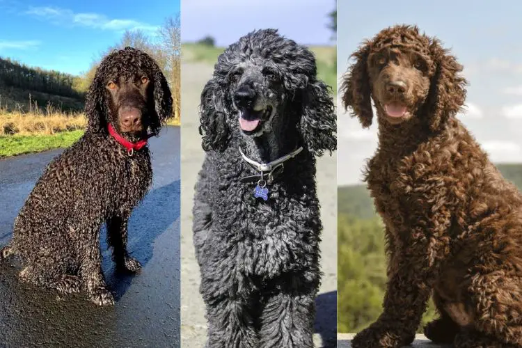 irish water spaniel dog revieww