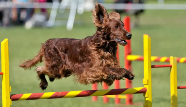 allevatori di setter irlandesi
