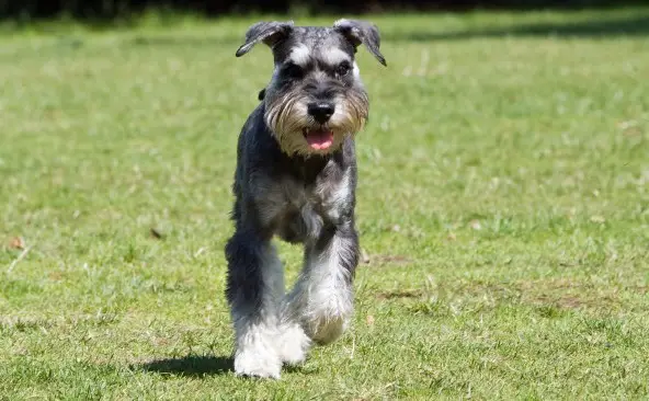 Schnauzer normale
