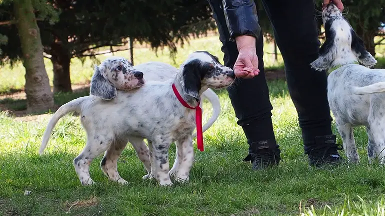 cani setter
