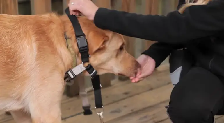 pettorina per cani come fare