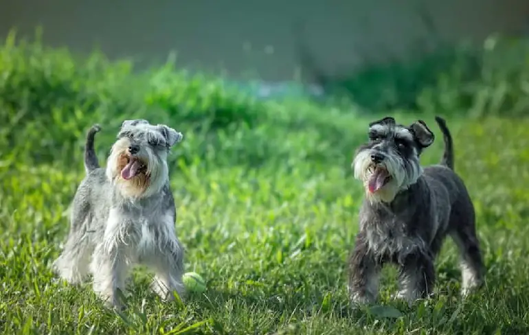 Schnauzer parti in bianco e nero
