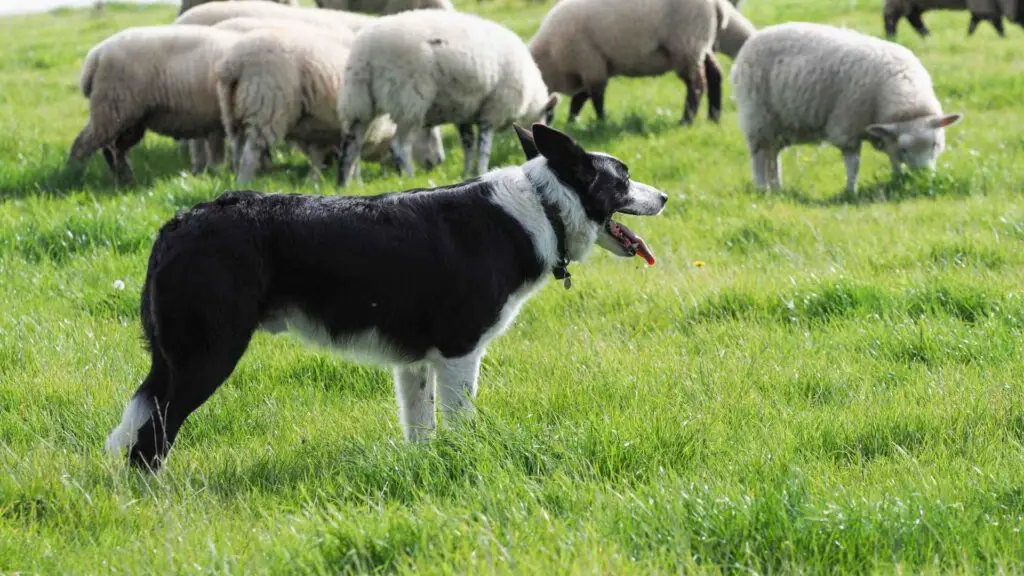 types of sheep dogs