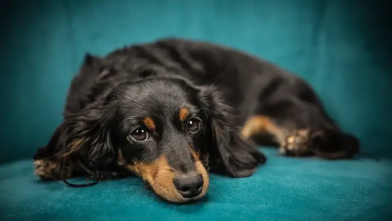 cambiamenti comportamentali dopo la castrazione del cane