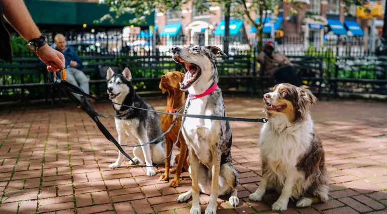 come sbarazzarsi di un cane che non vuoi
