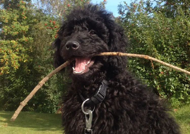 spaniel d'acqua