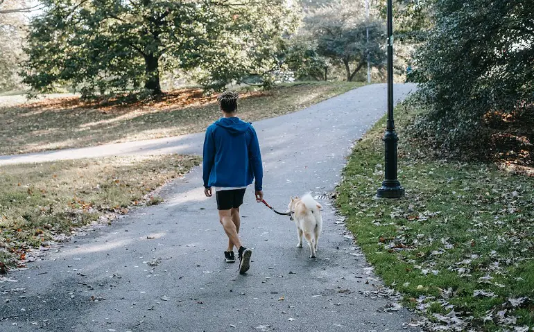 come socializzare un cane adulto