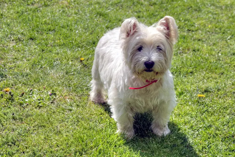 Glen of Imaal terrier