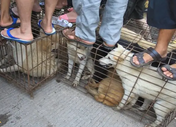 festival della carne di cane yulin 2021