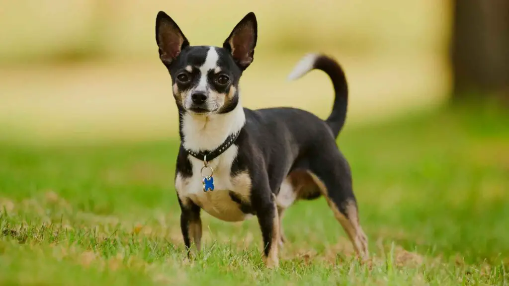 10 Small Guard Dog Breeds for Home Security and Peace of Mind