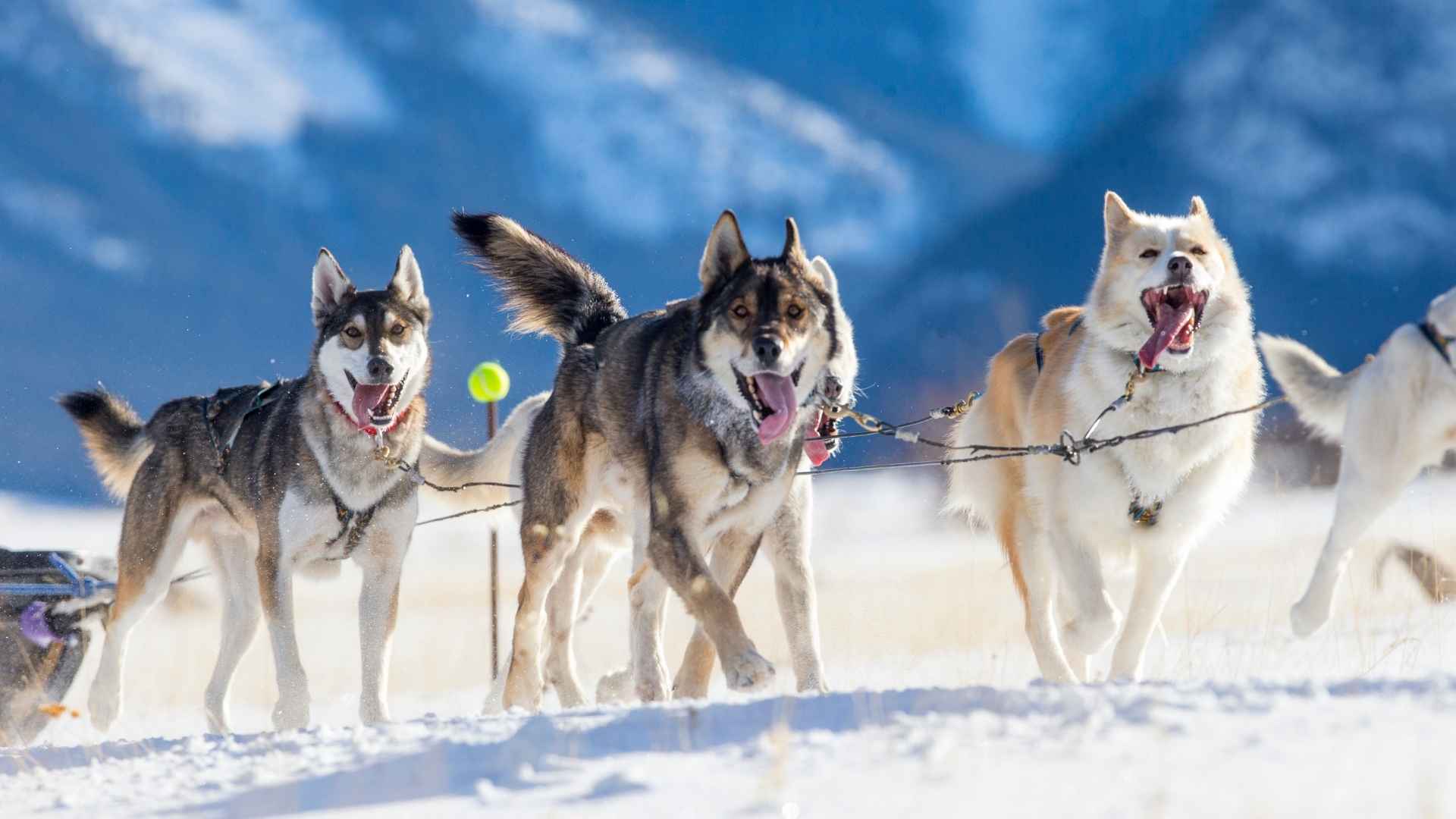 10 Types of Sled Dogs for Snow Adventures