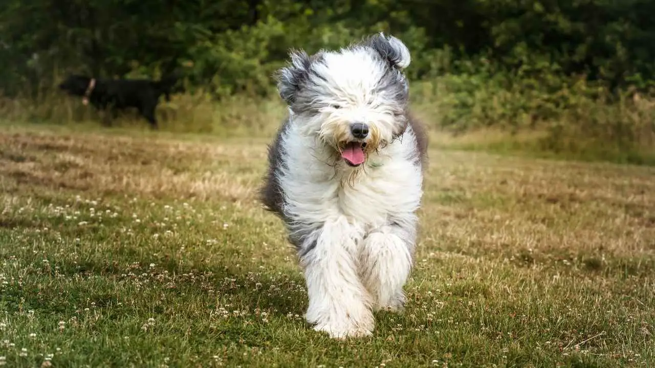 Vecchio cane pastore inglese