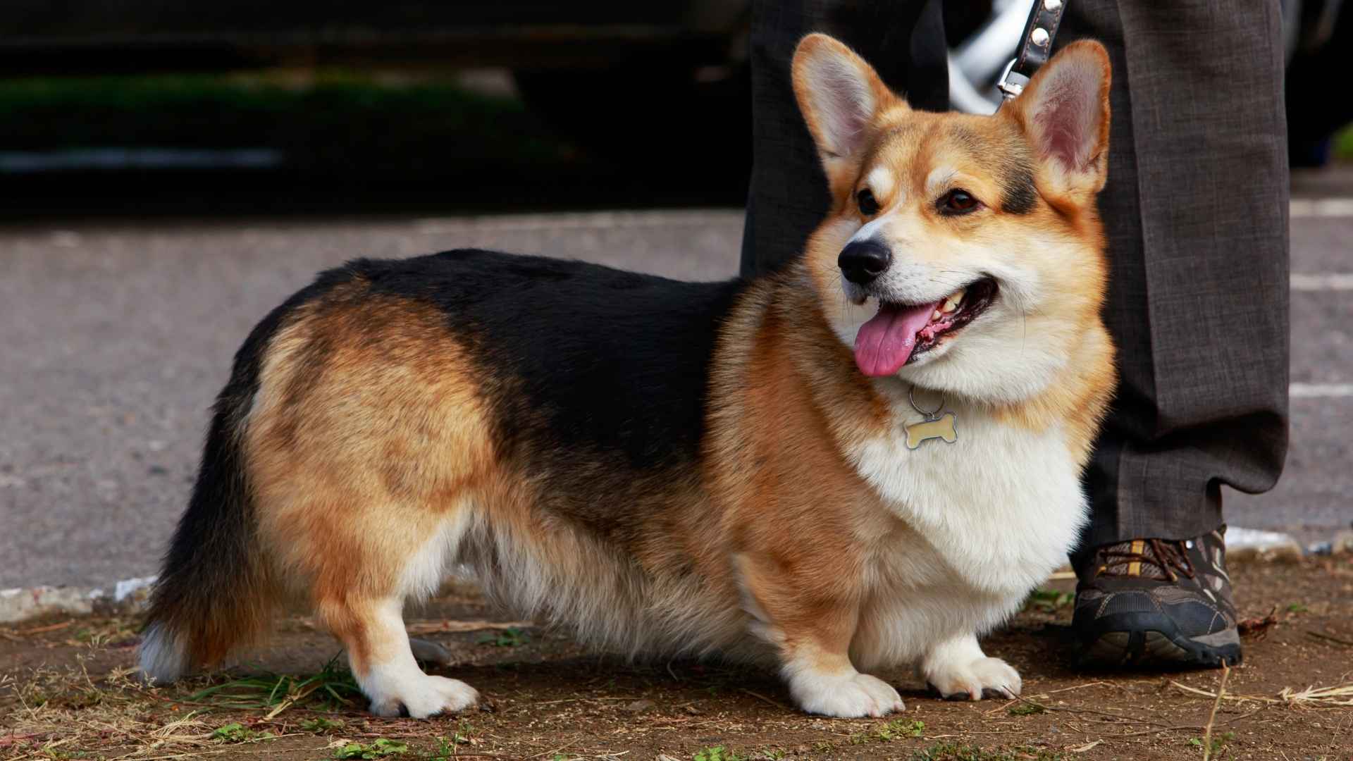 Corgi gallese Pembroke