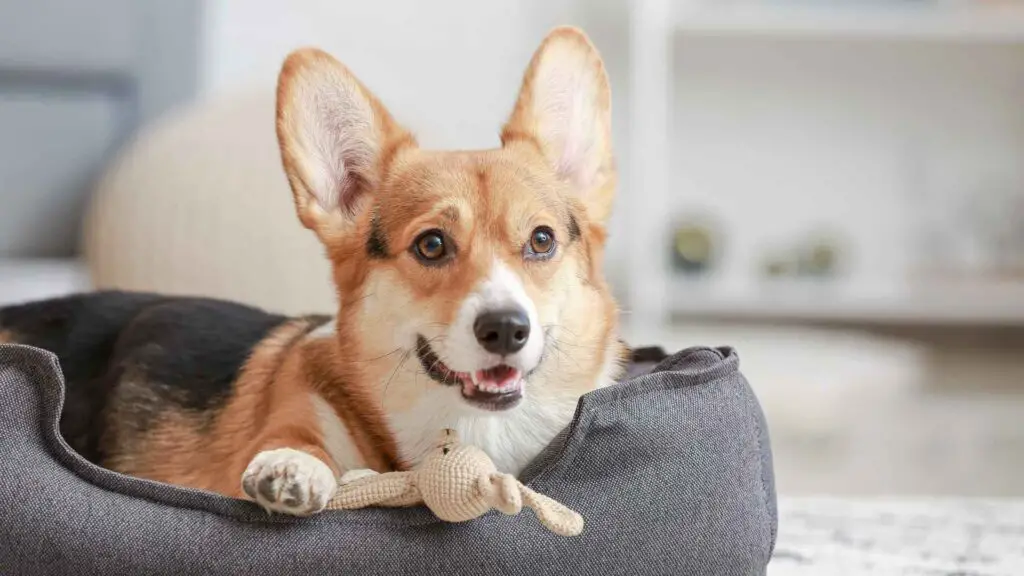 7 Best Dogs for Laid Back Lifestyles and Relaxed Living