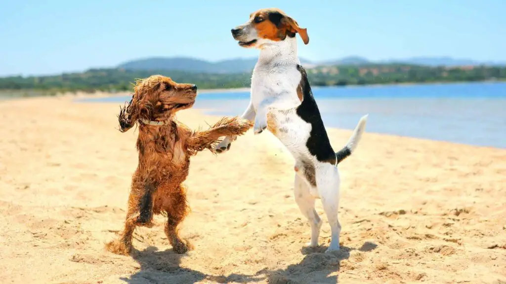 7 Dog Breeds With the Most Over the Top Happy Dances Youll Love