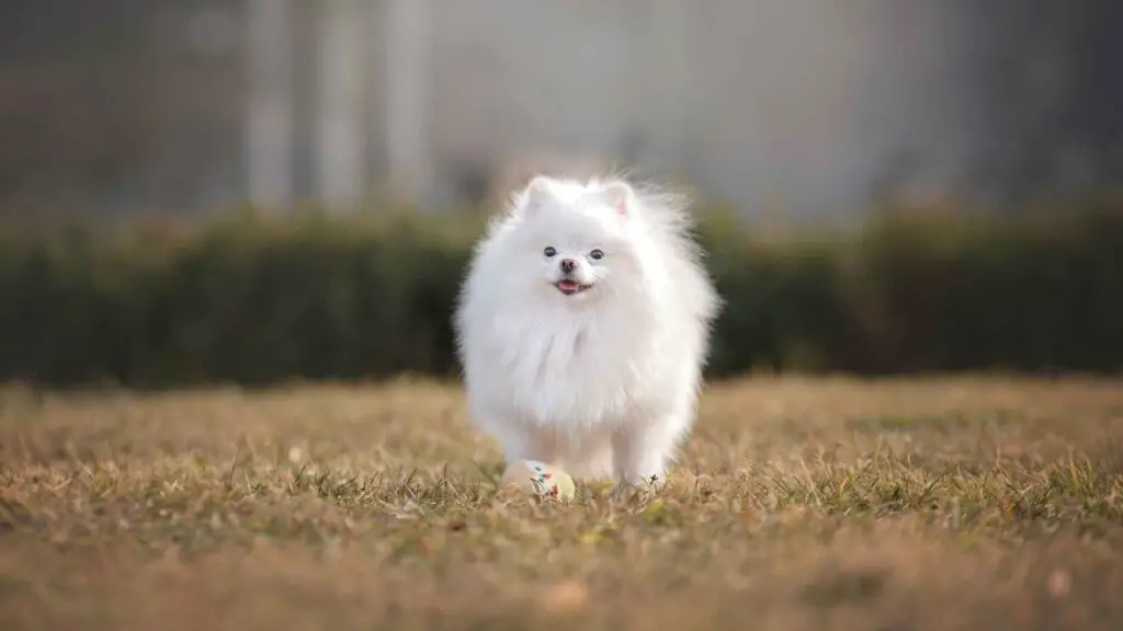 9 Adorable Dog Breeds That Stay Small Forever