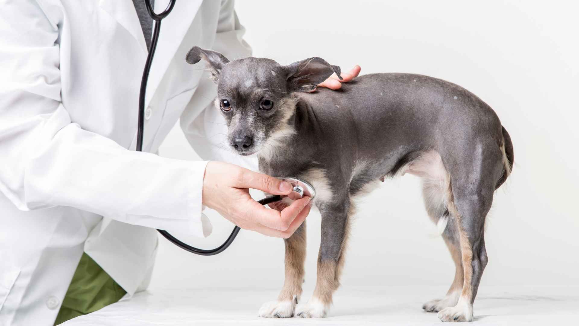 9 Dog Breeds with the Most Health Problems