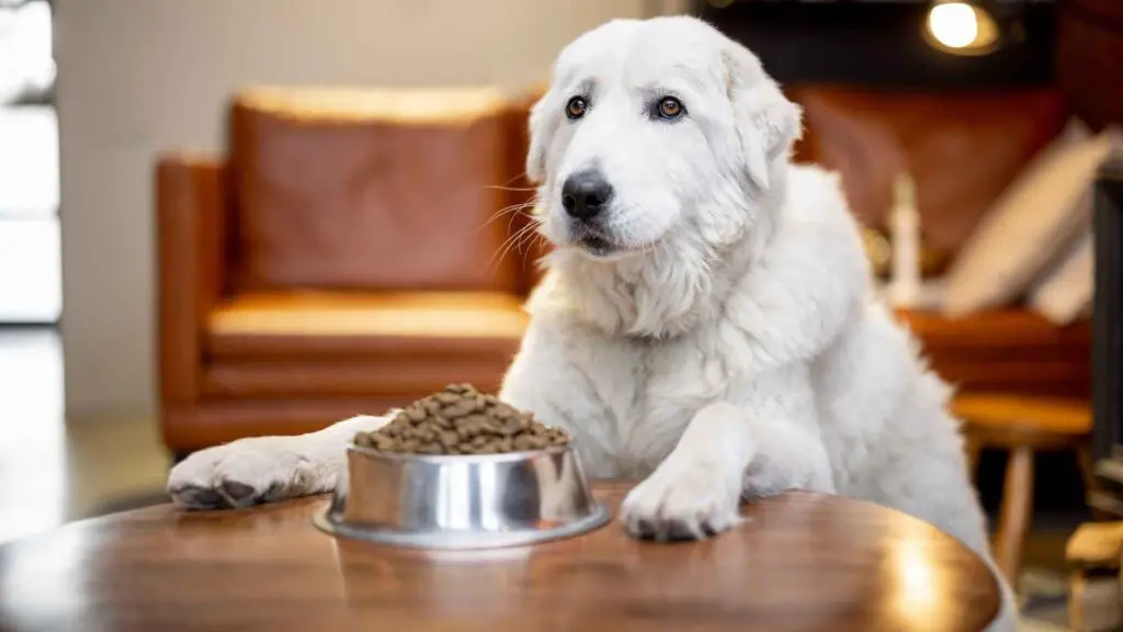 9 Most Patient Dog Breeds On The Planet That Stay Calm in Any Situation