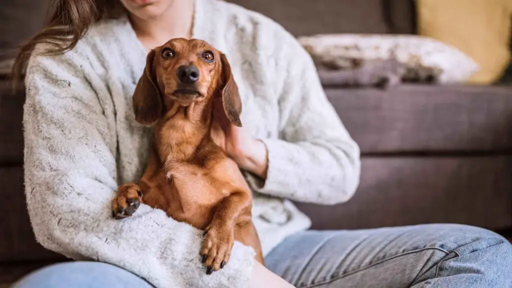 9 Small Lap Dog Breeds That Are Made for Cuddling