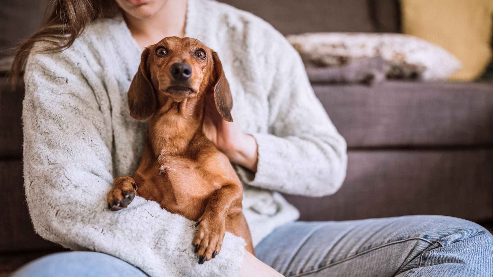 9 Small Lap Dog Breeds That Are Made for Cuddling