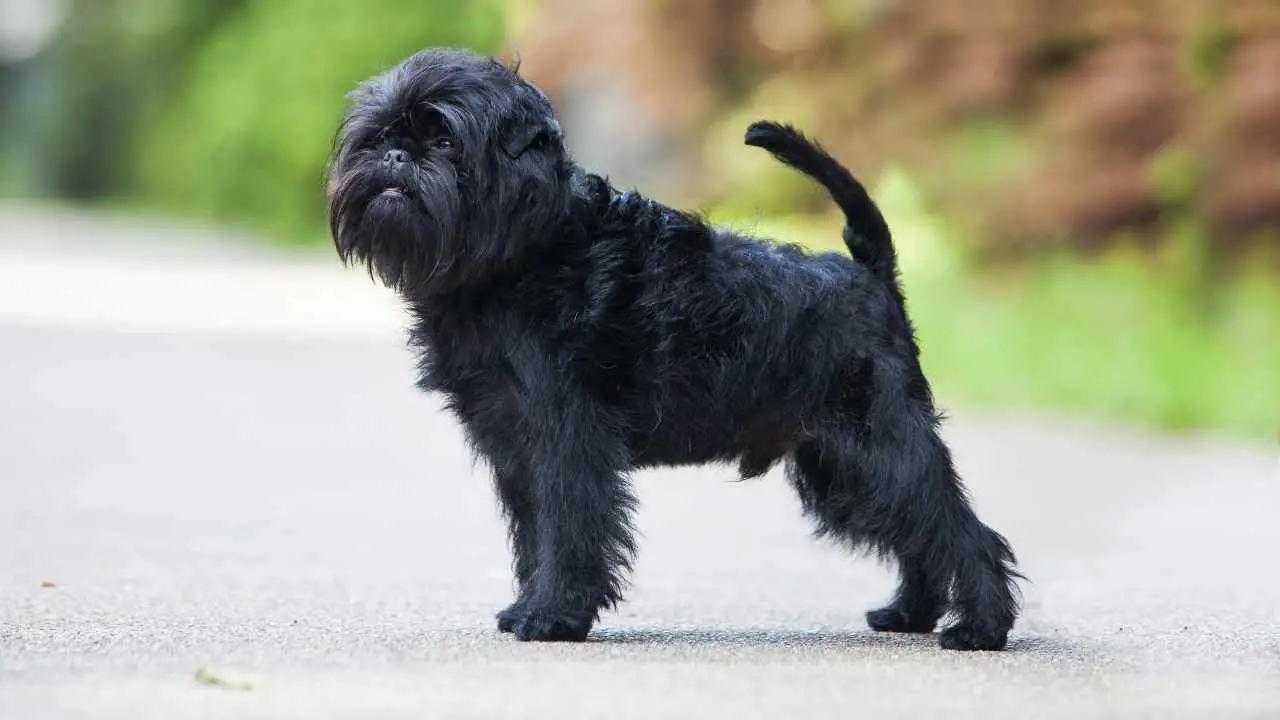 Affenpinscher