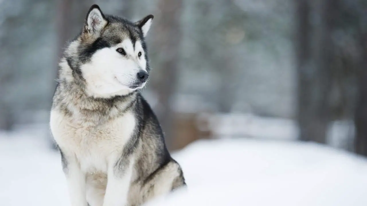 Malamute dell'Alaska