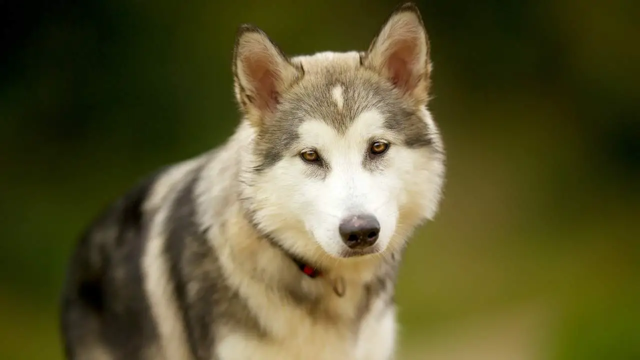 Malamute dell'Alaska