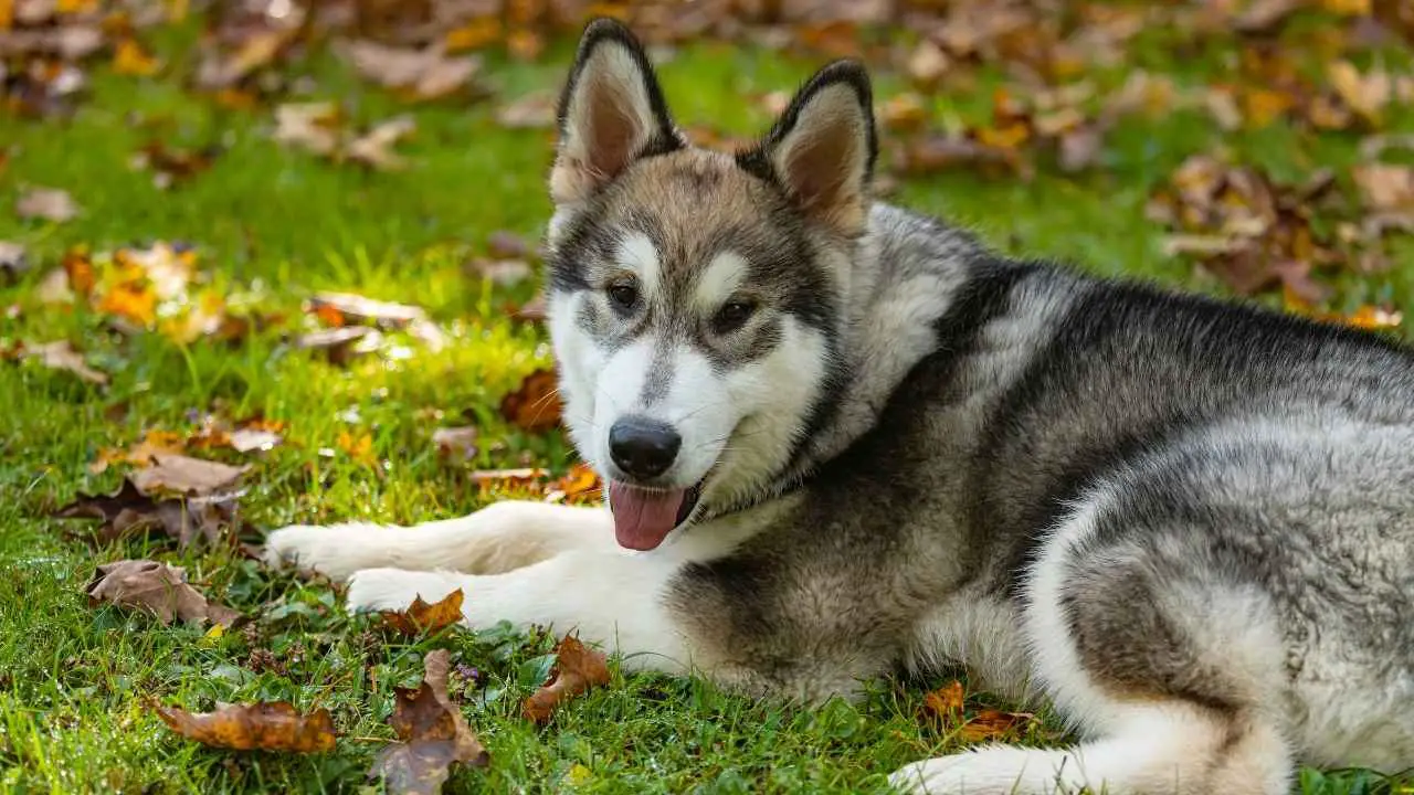 Malamute dell'Alaska