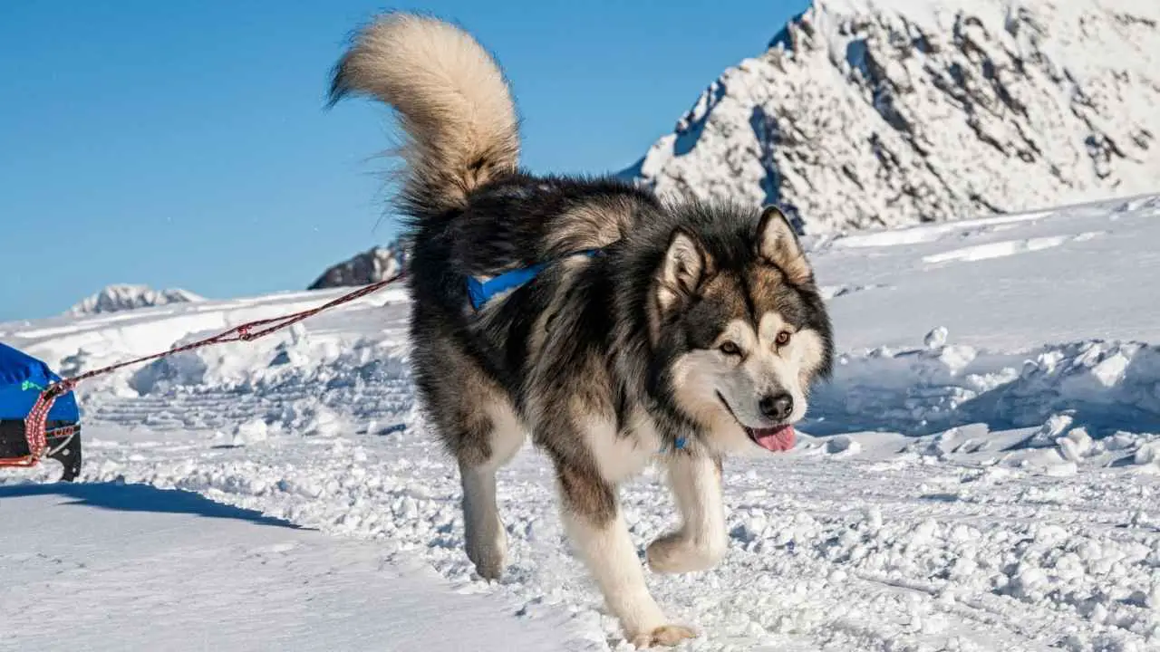 Malamute dell'Alaska