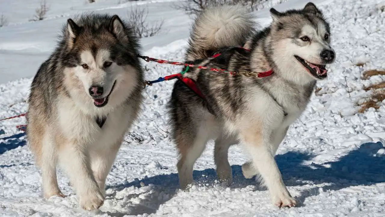 Malamute dell'Alaska