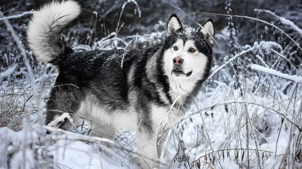 Malamute dell'Alaska