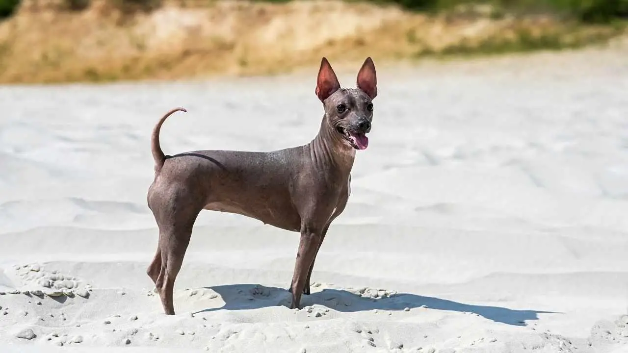 Terrier americano senza pelo