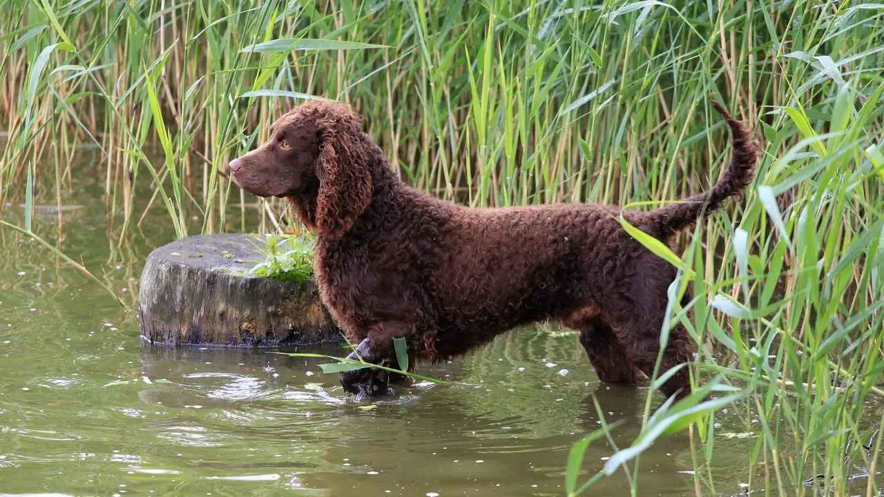 Spaniel d'acqua americano