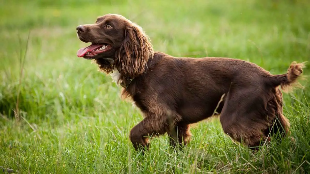 Spaniel d'acqua americano