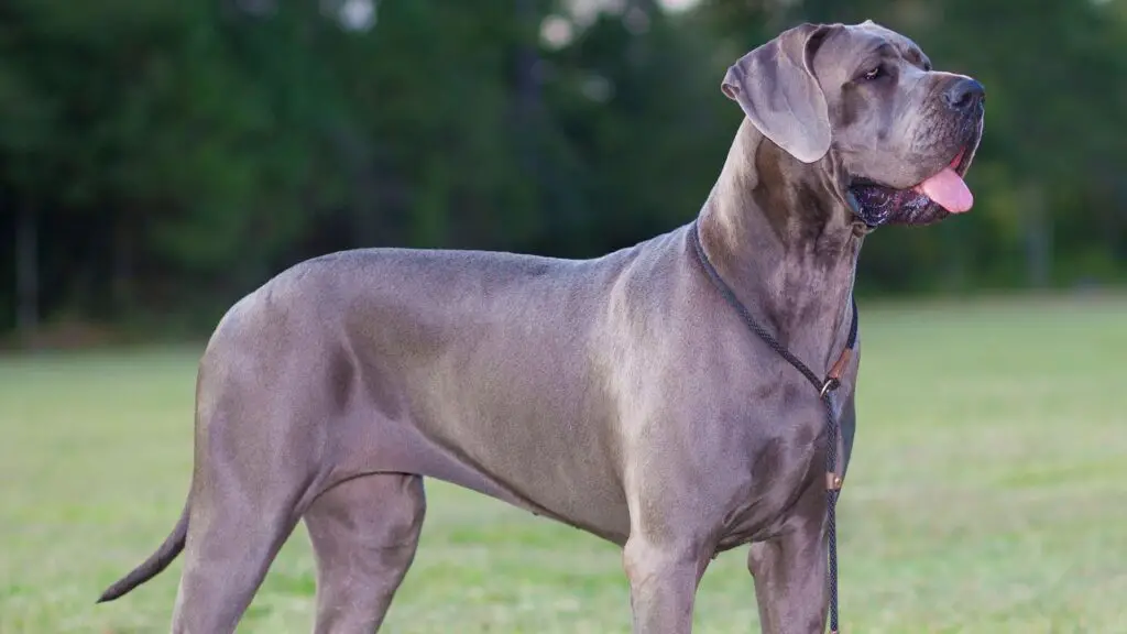 Are Great Danes Good Guard Dogs