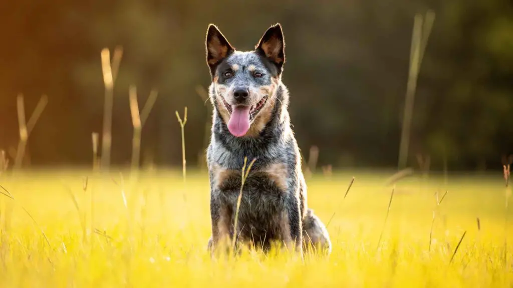 Australian Dog breeds