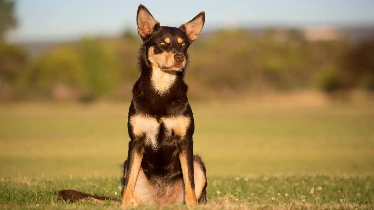 Kelpie australiano