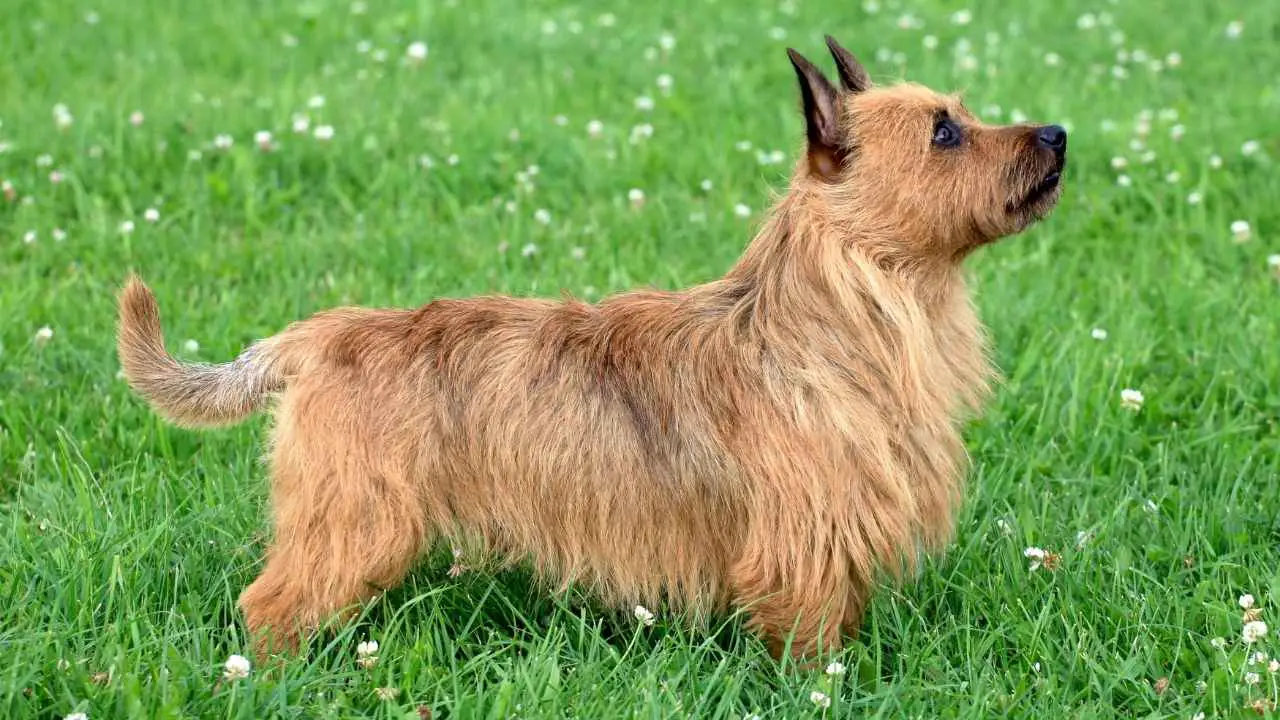 Terrier australiano