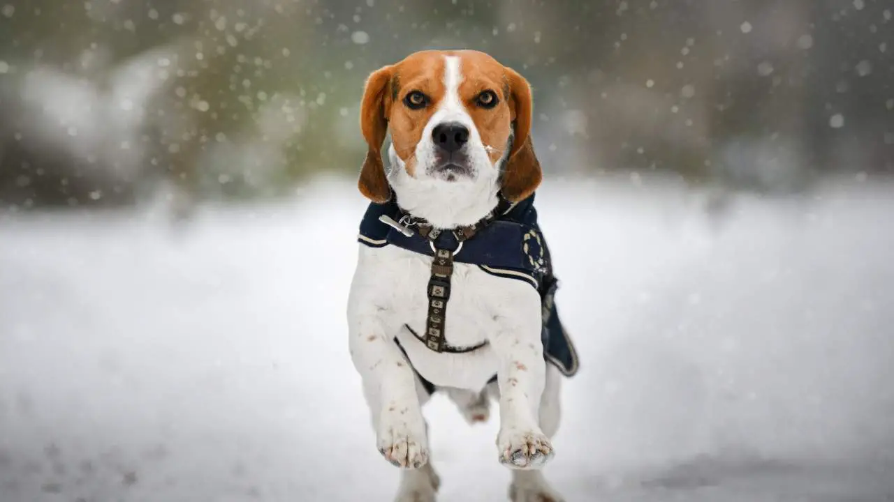 Beagle