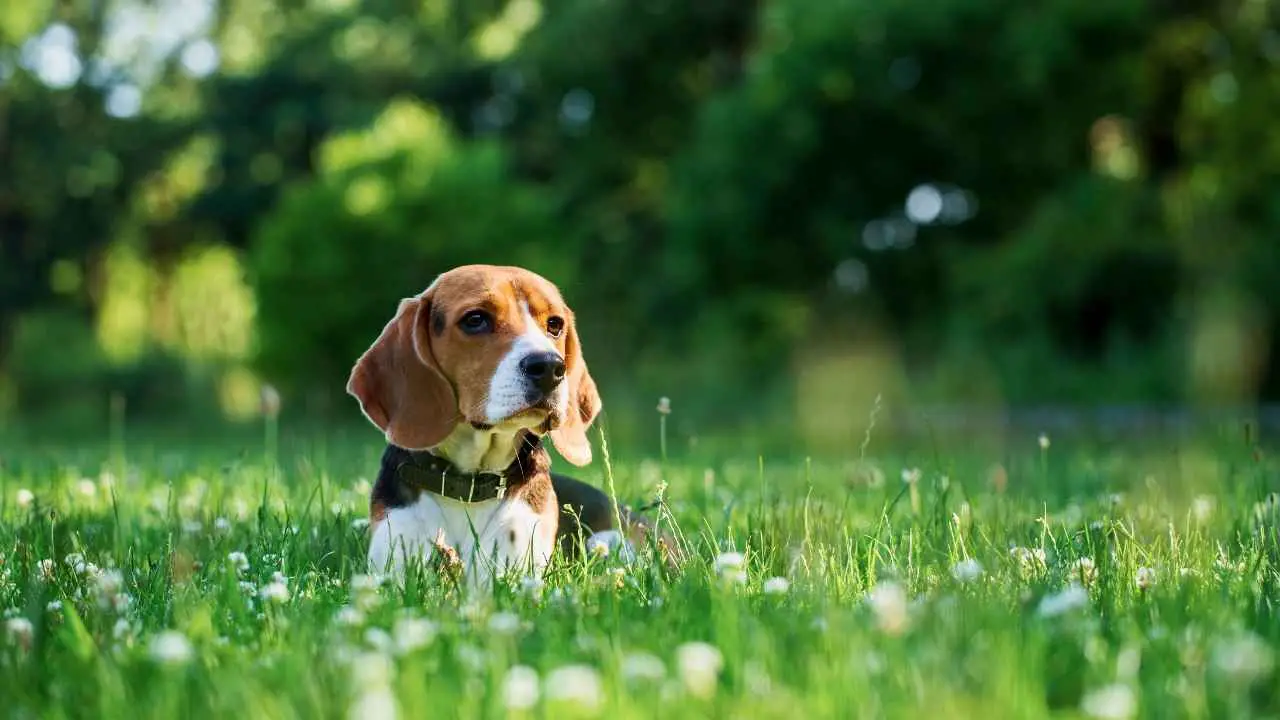 Beagle