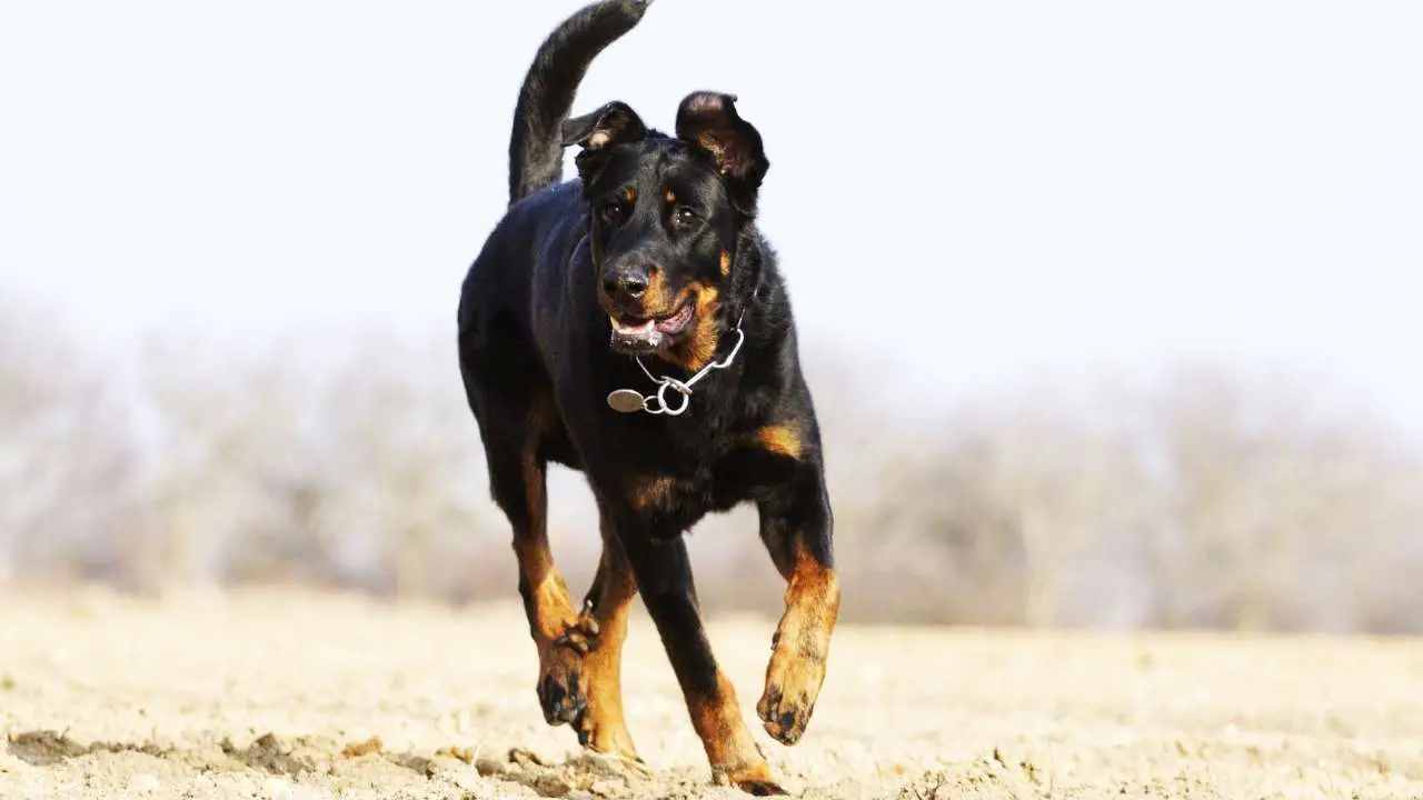 Beauceron