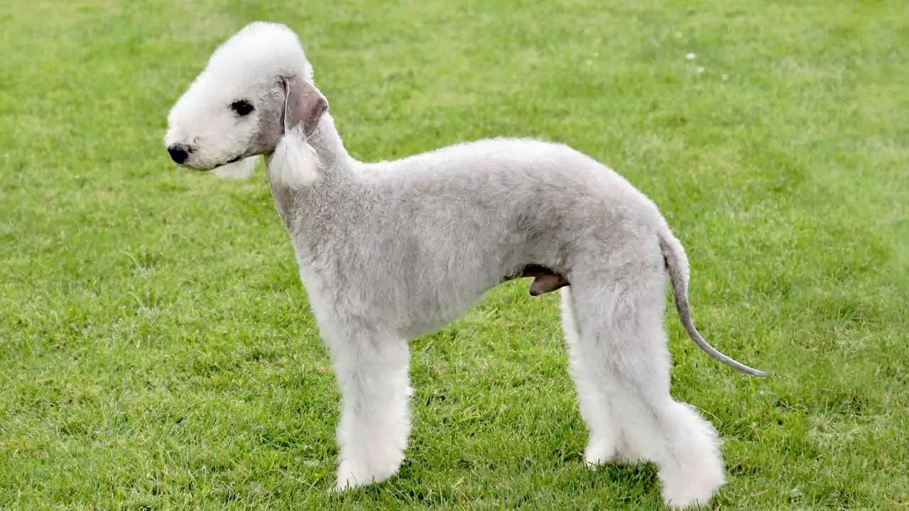 Bedlingtonterrier